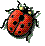 coccinella